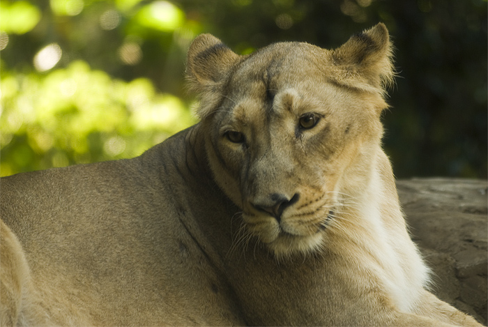 ueno zoo lioness 